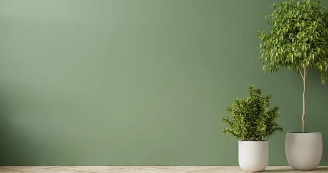 緑の壁の前に置かれた観葉植物